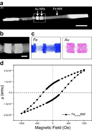 금 나노링 구조 도입 철 나노선의 (a,b) 전자현미경사진, (c) 원소분석 이미지 및 (d) M-H 곡선