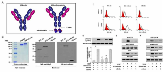 Endostatin-TAG-72 항체 융함단백질 개발 및 활성 검증