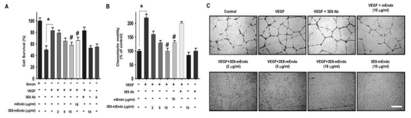 Endostatin-TAG-72 항체 융합단백질 활성 검증