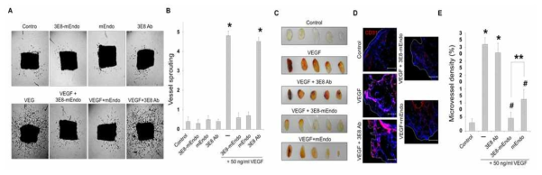 Endostatin-TAG-72 항체 융합단백질의 동물모델에서 효능 검증