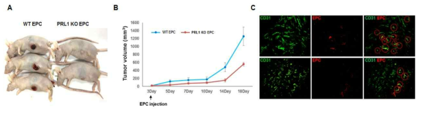 종양 성장에 있어서 PRL1 KO EPC 기능 분석