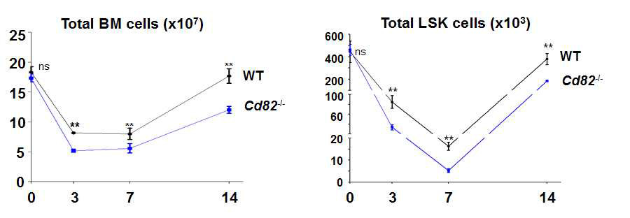 Sub-lethal irradiation을 WT과 CD82 (KAI1) K/O 마우스에 노출 시킨 후 시간에 따른 BM 세포 수 또는 혈액줄기세포 수 변화를 측정 함