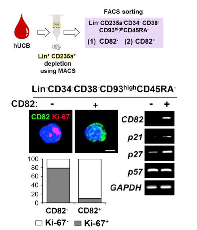 MACS, FACS 기법을 통한 인간 제대혈 KAI1(+) 또는 KAI1(-) 최상위 줄기세포를 분리하여 세포 증식분석. 이와 더불어서 CDK inhibitor인 p21, p27, p57의 RNA level을 확인함