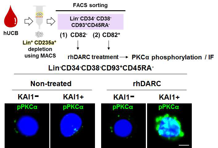 MACS, FACS 기법을 통한 KAI1(+) 또는 KAI1(-) 최상위 줄기세포를 분리하여 KAI1 수용체인 DARC 단백질을 처리 함. KAI1의 하위 시그널인 PKCa의 phosphorylation을 면역형광염색기법(IF)을 통해 확인 함