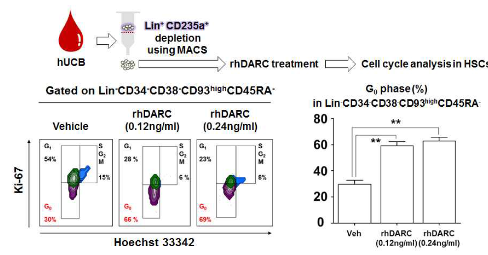 DARC 단백질을 처리하여 최상위 조혈모세포의 cell cycle analysis 수행