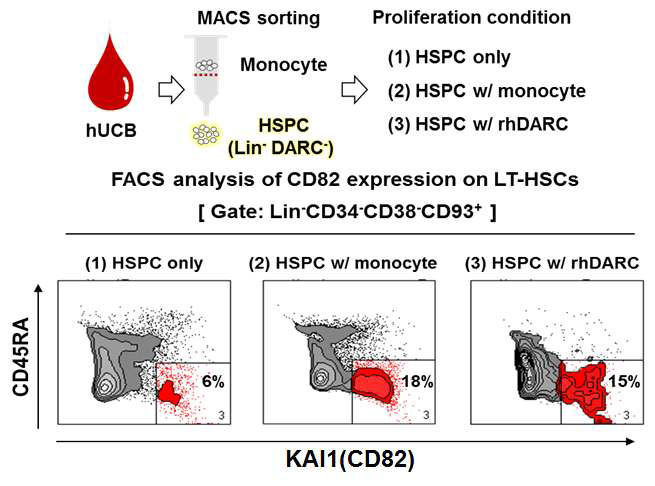 MACS, FACS 기법을 통한 인간 제대혈 KAI1양성 또는 KAI1 음성 최상위 줄기세포를 분리 후, 증식 조건에서 KAI1의 발현을 확인 함