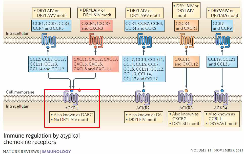 Chemokine receptor 종류. DARC(ACKR1)은 DRYLAIV motif가 없는 것으로 알려짐