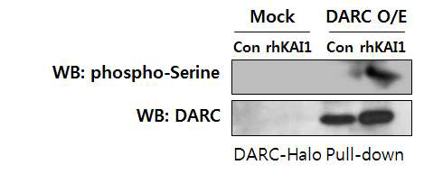 293T세포에서 DARC-Halo vector을 transfection을 진행 함. 그리고 rhKAI1 처리 후 Cell lysate에 DARC-Halo로 pull-down을 진행 함. WB으로 Phopho-serine과 DARC 확인