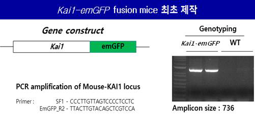 Kai1-emGFP fusion mice 제작