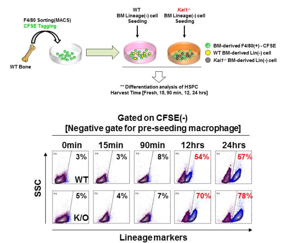 [위] 실험 모식도. [아래] 대식세포와 공배양을 통한 WT vs Kai1-/- lineage(-) cells의 분화능 비교