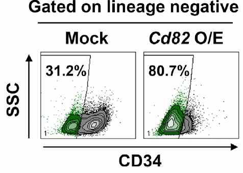 EML세포에서 Kai1을 과발현 후 lineage(-)CD34(-)와 lineage(-)CD34(+)의 세포 비율 검증 (FACS analysis)