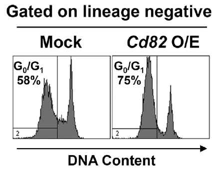 EML세포에서 KAI1 과발현 후 lineage(-)세포에서의 세포주기 (cell cycle) 분석 (FACS analysis)