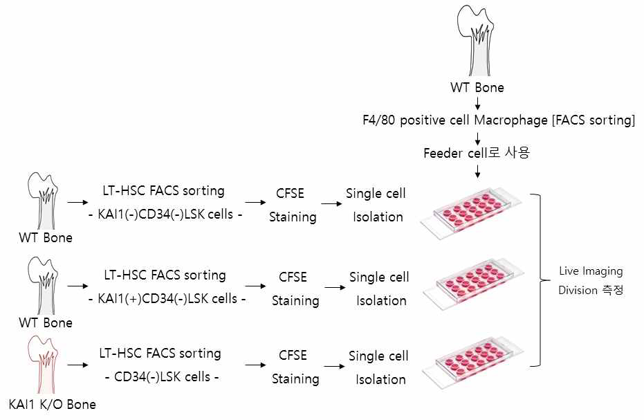 DARC발현 대식세포와, WT의 KAI1(-)LT-HSC, KAI1(+)LT-HSC 그리고 Kai1-/- LT-HSC를 CFSE로 labeling 한 뒤, 대식 세포와 공배양을 통한 세포분열 능력 평가 (Live imaging)