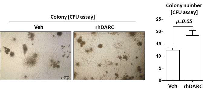 rhDARC 처리에 의해 저장 보관된 [(가)에서 저장 보관된] 세포들을 이용한 colony-forming units assay (CFU assay)를 통한 증식, 분화 할 수 있는 조혈모(전구)세포 수 [Number of hematopoietic stem (progenitor) cells)