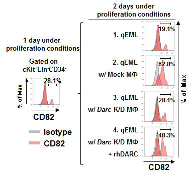 EML 세포에서 qEML (quiescent EML)세포인 Lin(-)CD34(-)DARC(-)을 분리 함. 그리고 증식 조건에서 2일동안 배양 후에, qEML 세포에서 KAI1(CD82)의 발현을 측정 함
