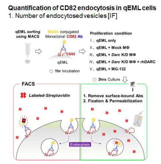 Biotin conjugated KAI1(CD82) Antibody를 qEML 세포에 Binding 시킨 후 3시간 동안 증신 조건에서 배양 함. 그 후 [1] Streptavidin을 이용하여 세포표면에 남아있는 CD82항체를 FACS 분석을 통해 확인 함 (Endocytosis 되지 않은 CD82 확인). [2] 세포표면에 있는 항체들은 모두 제거 후 Fixation과 Permeabilization을 한 후에 Anti-streptavidin 염색을 통해 Endocytosis된 CD82 확인 함