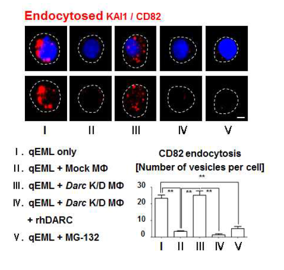 세포표면에 있는 항체들은 모두 제거 후 Fixation과 Permeabilization하고 Streptavidin 염색을 통해 Endocytosis된 KAI1(CD82)을 확인 함