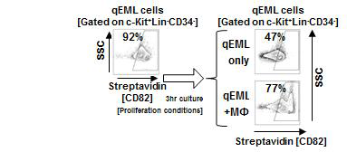 위에서 제시한 방법으로, Streptavidin을 이용하여 세포표면에 발현하는 KAI1(CD82)를 FACS분석으로 확인 함 (Endocytosis 되지 않은 CD82 확인)