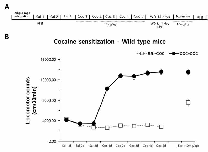 약물 중독 바이오마커 후보 UTP의 혈중 농도 변화 검증 실험을 위한 코카인 민감화 실험의 운동량 측정 결과. (A)약물 중독 모델의 코카인 주입 및 채혈 시기 표기(sal: 생리 식염수, coc: 코카인, WD: 금단기간) (B)약물 중독 모델의 코카인 주입에 의한 운동량 측정 결과(sal-coc: 약물 중독이 유도되지 않은 그룹, coc-coc: 코카인 약물 중독 모델 그룹)