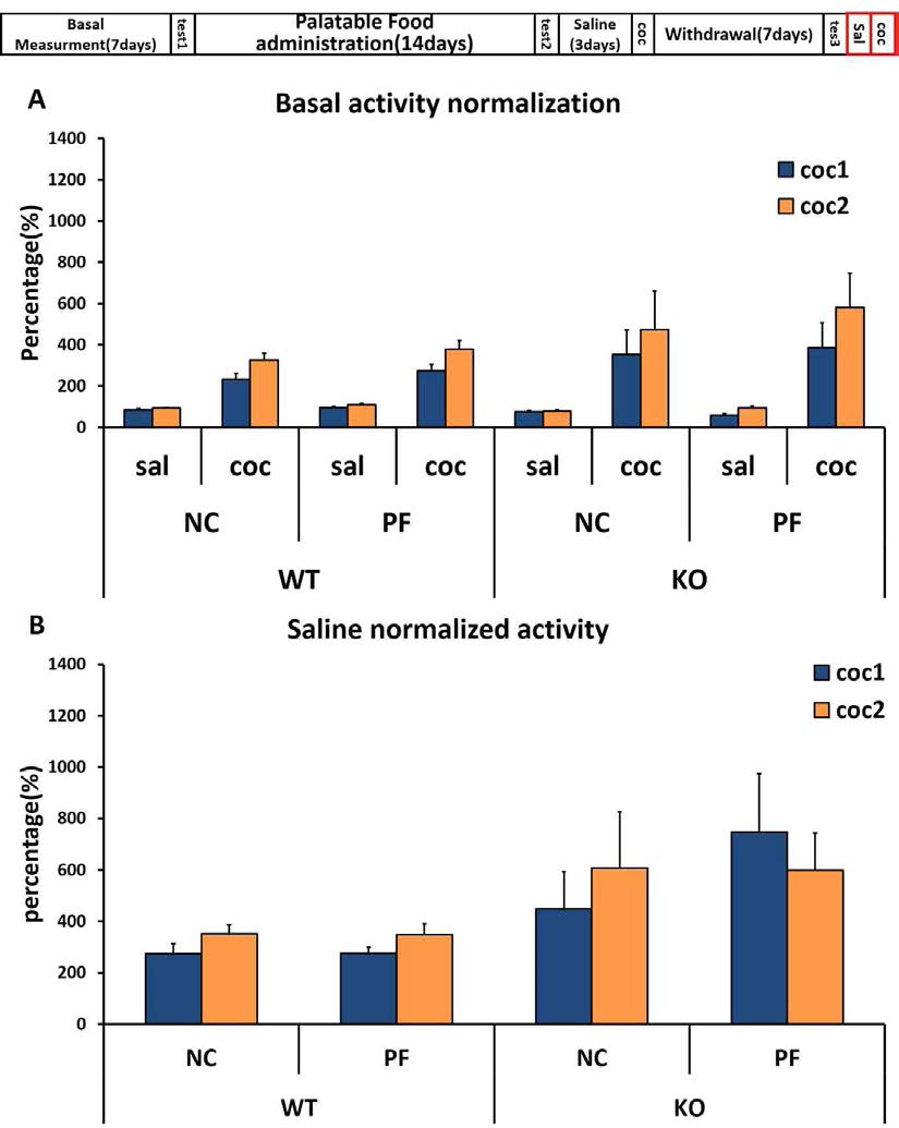 금단 기간 이후 코카인 반응 분석. (A)코카인 주입 후 측정된 운동량을 식염 수 주입 후 측정한 기본적인 운동량으로 나눈 값( salorcoc/basallocomotor ). (B)음식 중독 모델 쥐 에서 유전자 형에 따른 코카인에 대한 반응 비율(coc/basallocomotor / sal/basallocomotor )