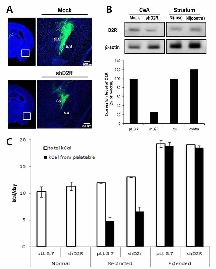 뇌 조직에서의 Lenti-shD2R의 효과와 이에 따른 먹이섭취량과 체중의 변화. (A)편도체 부위의 mock-eGFP(enhanced green fluorescent protein)와 lenti-shD2R 주사 부위(아래쪽, 흰색 네모)의 형광 이미지. (B)Lenti-shD2R을 주사한 편도체의 국소부위를 포함하는 조직에서 추출한 mRNA로 수행한 중합 연쇄 반응. (C)편도체 부위에서 D2R knockdown 시, palatable food 제공에 따른 먹이섭취량과 체중의 변화