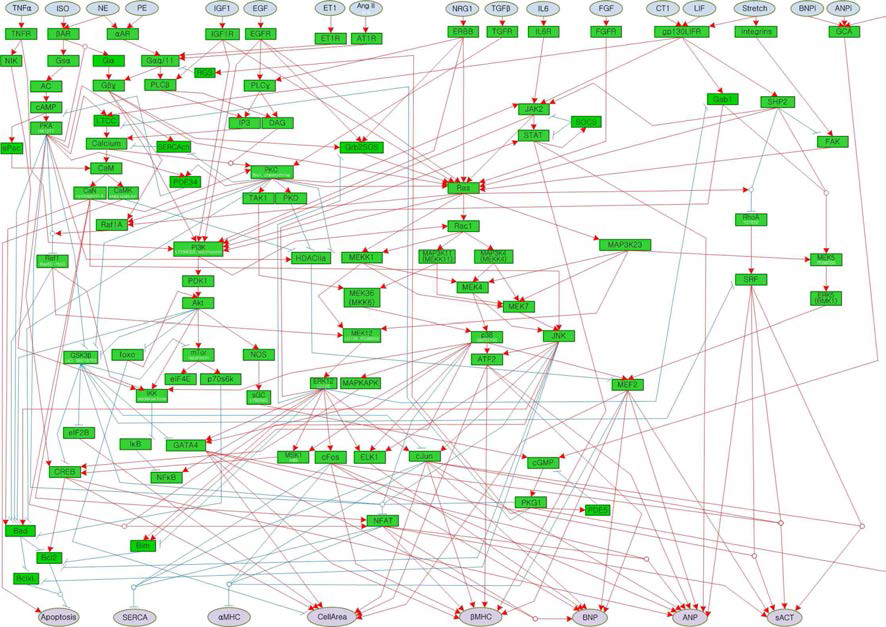 수집된 대규모 심근세포생리 데이터베이스로부터 구축한 심근세포 신호전달네트워크. 전체 네트워크는 121개의 노드와 258개의 링크로 구성되어 있으며 활성화 링크는 붉은색으로, 억제 링크는 푸른색으로 표시함