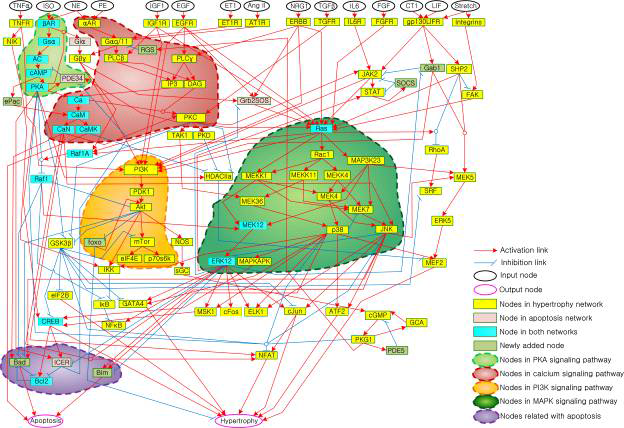 대규모 신호전달 네트워크 핵심 모듈. 대규모 신호전달 네트워크는 103개의 노드와 204개의 링크로 구성되어 있으며, 이전에 구축된 hypertrophy network와 apoptosis network를 통합하여 구축됨. 노드의 색깔을 이전에 소속되었던 네트워크에 따라 서로 다른 색깔로 표시하여 구분하였음. 대규모 신호전달 네트워크는 위상학적으로 PKA 신호전달 경로, PI3K 신호전달 경로, 칼슘 신호전달경로 및 MAPK 신호전달 경로 등의 핵심 모듈들로 구성되어 있음을 확인함