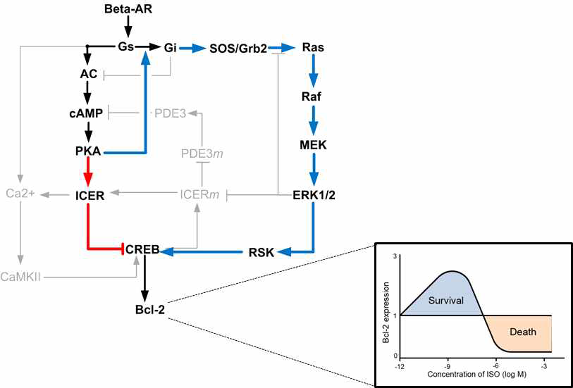 핵심 베타수용체 신호전달 네트워크의 핵심 구조. ERK와 ICER를 매개로 하여 작용하는 피드포워드회로가 Bcl-2분자의 스위치 반응을 유도하는데 핵심적 역할을 담당함
