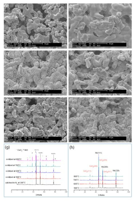CeO2 코팅된 Ni-Al 촉매의 SEM 분석 결과: (a) 전처리가 안 된 Ni-Al 촉매의 표면, (b) 300℃ 질소 분위기에서 열처리 된 촉매 표면, (c) 500℃에서 산화된 촉매 표면, (d) 600℃에서 산화된 촉매 표면, (e) 700℃에서 산화된 촉매 표면, (f) 800℃에서 산화된 촉매 표면; (g) 다양한 온도에서 산화된 촉매의 XRD 결과, (h) 다양한 온도에서 산화된 촉매를 700℃에서 환원시켰을 때 촉매의 XRD 결과