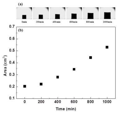 Ni-YSZ 금속 세라믹 접합체가 750℃에서 질소에 희석된 11.5 mol% 농도의 메탄에 1000분 동안 노출될 때 시간에 따른 (a) 시편의 형상 변화 사진과 (b) 시편 앞면의 넓이 변화