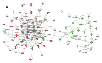 miR-30-5p/384-5p family (a)와 miR-142a-5p family (b)의 타겟 네트워크. 붉은색은 MI 중기에서 발현양이 증가, 초록색은 감소를 나타냄