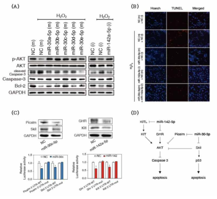 NRVM을 이용한 in vitro ischemic heart failure 모델에서 miR-30-5p family와 miR-142a-5p inhibitor가 세포사멸을 억제하는 새로운 target network를 발굴함