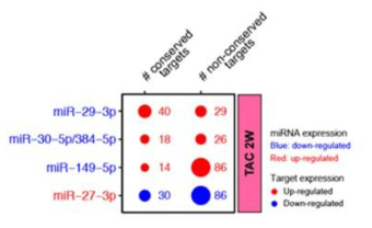 비허혈성 심부전 중기에서 발현양이 감소하는 miRNA와 anti-coexpression을 보이는 타겟유전자 수. 감소하는 miRNA family중에서는 기존에 보고된 바 없는 miR-149-5p가 가장 많은 유전자를 타게팅하고 있음을 알 수 있음