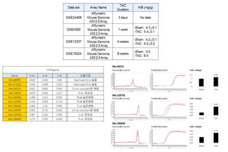 심장 발현 KRAB 유전자들의 TAC 심비대 모델(microarray data)에서의 변화 양상
