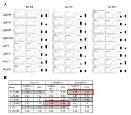 2차 MI-NGS 데이터를 통해 선정된 심부전 관련 KRAB 전사인자(6종)의 realtime PCR 분석. MI 1일, 1주, 8주에서 KRAB 유전자들의 발현수준을 realtime PCR로 측정함(A). (A)의 결과를 정리한 표(B). 적색선 box로 표시된 유전자는 연구대상 candidate