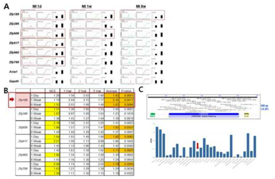 2차 MI-NGS 데이터를 통해 선정된 심부전 관련 KRAB 전사인자(6종)의 realtime PCR 분석. (A) MI 1일, 1주, 8주에서 KRAB 유전자들의 발현수준을 realtime PCR로 측정함. (B) (A)의 결과를 정리한 표. 적색선 box로 표시된 Zfp189 유전자는 연구대상 candidate. (C) Zfp189의 도메인 구조 및 조직발현
