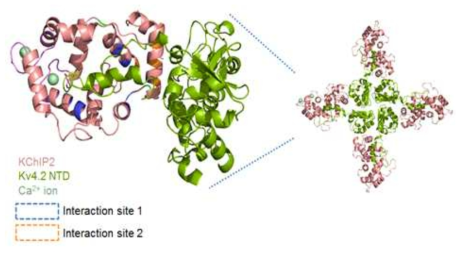 KChiP2 isoforms – Kv4.2 복합체 모델 구조