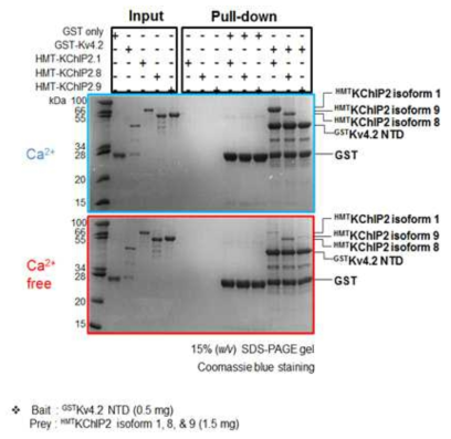 Kv4.2 NTD와 KChiP2 isoform 간의 상호작용 확인