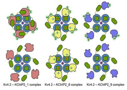 Kv4.2 NTD와 KChiP2 isoform간의 상호작용 모델