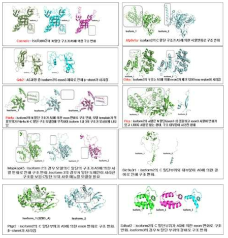 AS에 의한 주요 타깃 단백질의 isoform 구조 변화 모델링