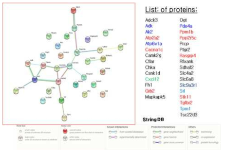 선정된 타깃 단백질의 네트워크