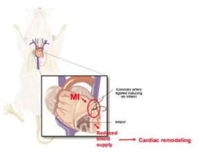 관상동맥 협착 수술을 통한 이행단계별 허혈성 심부전 동물모델 구축