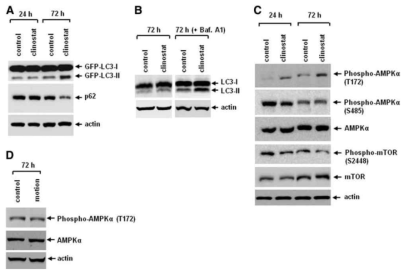 3D 클리노스탯에 의한 마이크로중력 모사 환경에서 AMPK가 활성화됨을 증명함(박준수 외, DNA and Cell Biology (2014))