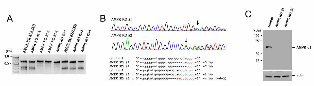 AMPK를 타겟하는 guide RNA를 이용하여 AMPK유전자를 knockout 시키고, DNA 시퀀싱과 웨스턴블롯을 통해서 유전자가 knockout 되었음을 확인하였음 (박준수 외, Scientific Reports, in press)