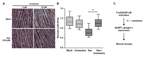 코네신에 의해서 근위축 모델에서 근위축이 억제됨을 확인함 (박준수 외, J Microbiol Biotech, 2018)