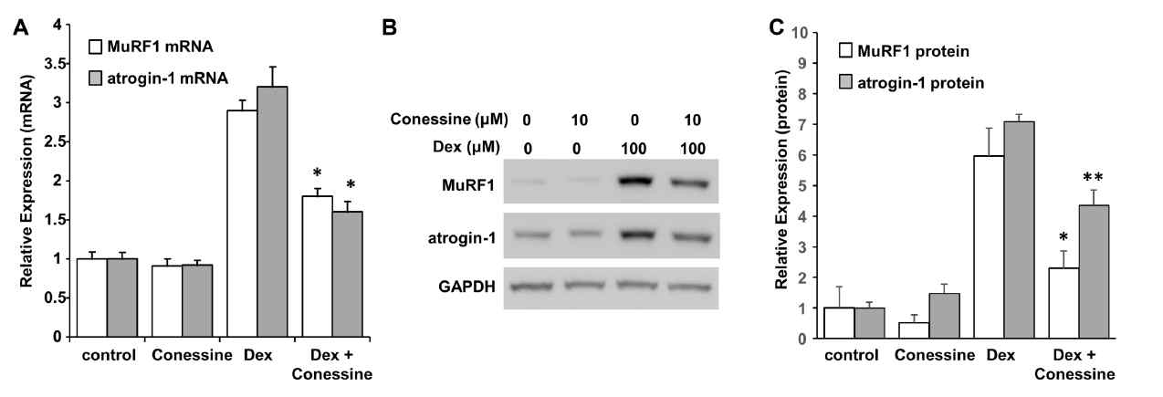 Dexamethasone에 의해서 발현이 유도된 MuRF1와 atrogin-1이 코네신에 의해서 발현양이 저하됨을 확인함 (박준수 외, J Microbiol Biotech, 2018)