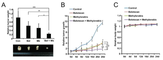 메틸렌비스에 의해서 벨로테칸의 활성이 강해져서 동물 모델을 사용했을 때, 종양이 크게 감소함을 확인함 (박준수 외, Oncotarget, 2017)