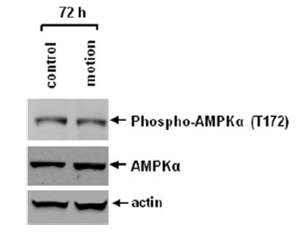 rocker에서 배양시 진동에 의해서는 AMPKalpha의 thronine 172번이 인산화되지 않음을 확인함