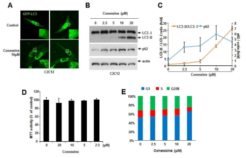 근육아 세포주인 C2C12에 코네신을 처리한 결과 p62가 증가하며 자가포식을 억제함을 확인하였고 (B,C), 코네신을 단독으로 처리할 경우, cell viability에 큰 영향이 없음을 확인함 (D,E)