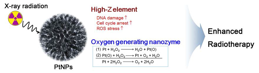 높은 원자번호를 갖는 백금 나노입자는 종양에서의 X-선 흡수를 효과적으로 할 수 있으면서도, 종양에 존재하는 과산화 수소로부터 산소를 발생시킬 수 있는 능력이 있을 것으로 기대 하였음. 특히, 다공성 구조의 백금 나노입자는 표면적이 매우 증가되어 있어서 과산화 수소와의 반응이 매우 효과적으로 일어날 것으로 기대 하였음. 따라서, X-선 흡수의 증폭과 저산소증 극복을 통한 방사산 치료 효능의 효과적 증진을 기대해 볼 수 있음